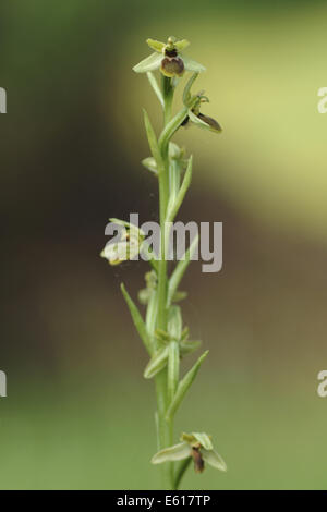 kleine Spinne Orchidee, Ophrys araneola Stockfoto