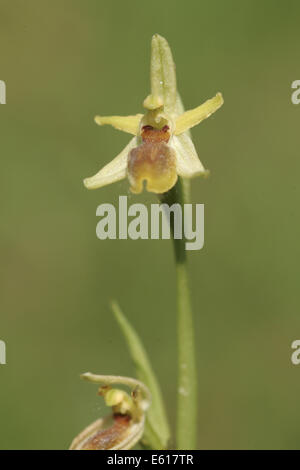 kleine Spinne Orchidee, Ophrys araneola Stockfoto