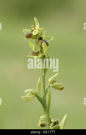 kleine Spinne Orchidee, Ophrys araneola Stockfoto