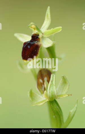 kleine Spinne Orchidee, Ophrys araneola Stockfoto