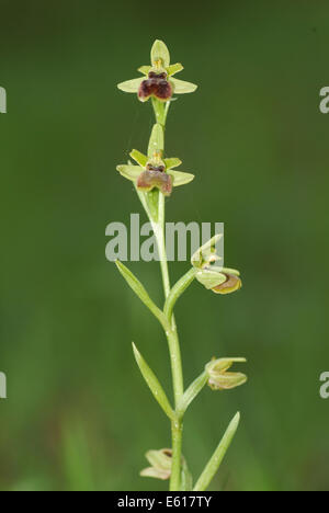 kleine Spinne Orchidee, Ophrys araneola Stockfoto