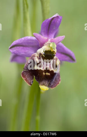 Ophrys holoserica Stockfoto