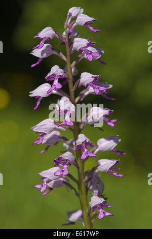 militärische Orchidee Orchis militaris Stockfoto
