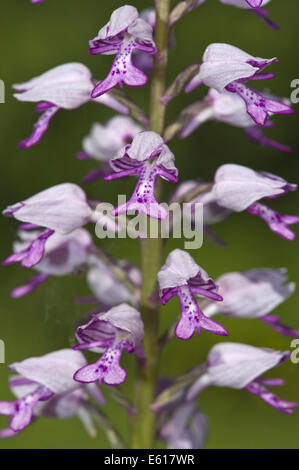 militärische Orchidee Orchis militaris Stockfoto