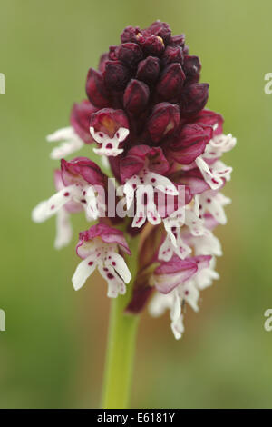 verbrannt-Tip Orchidee Orchis ustulata Stockfoto