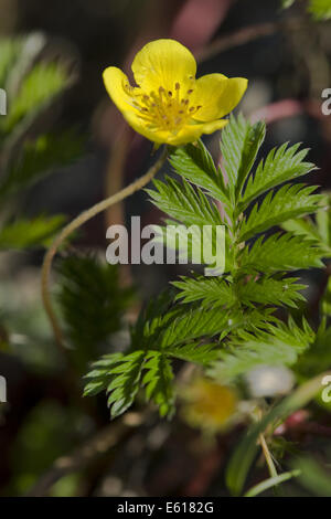 gemeinsamen Silverweed, Potentilla heisses Stockfoto