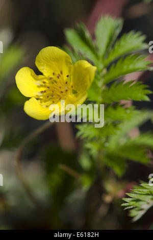 gemeinsamen Silverweed, Potentilla heisses Stockfoto