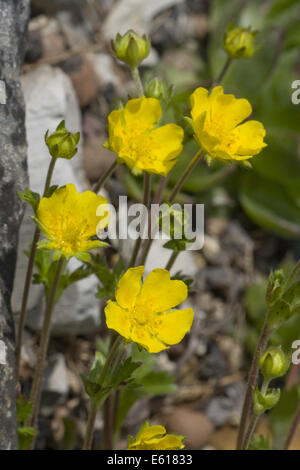 Alpine Fingerkraut, Potentilla crantzii Stockfoto