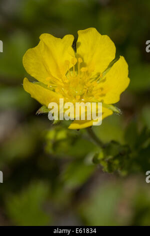 Alpine Fingerkraut, Potentilla crantzii Stockfoto