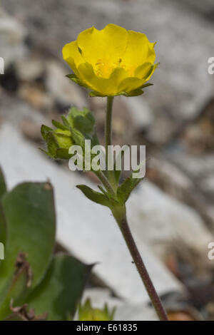 Alpine Fingerkraut, Potentilla crantzii Stockfoto