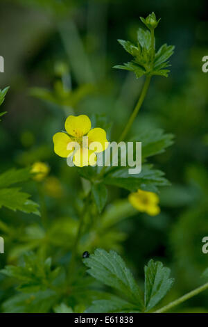 Blutwurz, Potentilla erecta Stockfoto