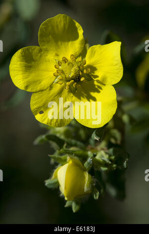 strauchige Fingerkraut, Potentilla fruticosa Stockfoto