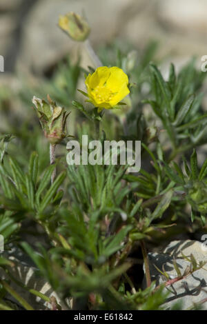 geteilte Fingerkraut, Potentilla multifida Stockfoto