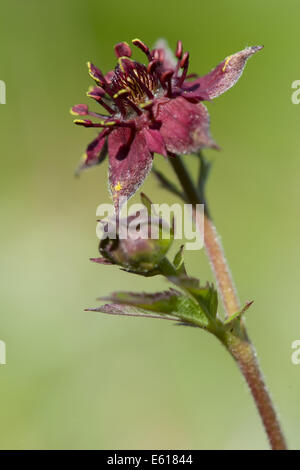 Marsh Fingerkraut, Potentilla palustris Stockfoto