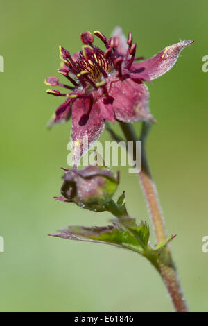 Marsh Fingerkraut, Potentilla palustris Stockfoto