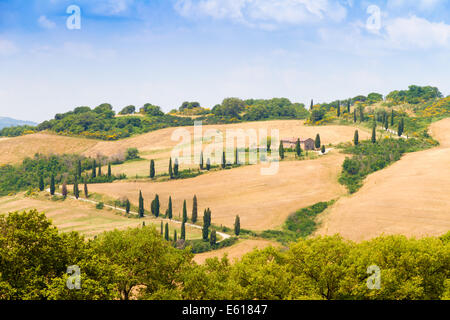 kurvenreiche Straße, flankiert von Zypressen unter einem bewölkten Sommerhimmel in Kreta Senesi nahe Siena in der Toskana, Italien Stockfoto