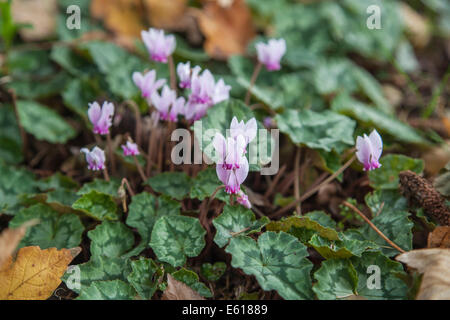 Ein Büschel von hübschen, zarten Herbst blühenden Alpenveilchen, lila Cyclamen hederifolium Stockfoto