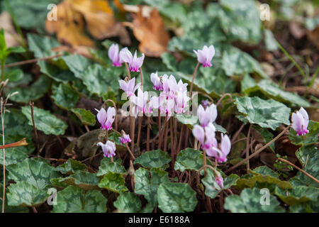 Ein Büschel von hübschen, zarten Herbst blühenden Alpenveilchen, lila Cyclamen hederifolium Stockfoto