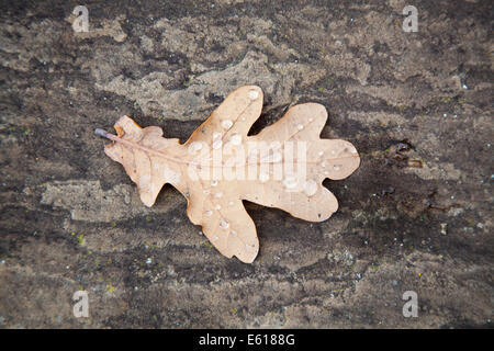 Eine einzelne gefallene Eiche Blatt im Herbst mit Regen fällt auf York Stein in einem Englischen Garten in Surrey, England Stockfoto