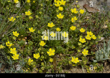 Frühlings-Fingerkraut, Potentilla tabernaemontani Stockfoto