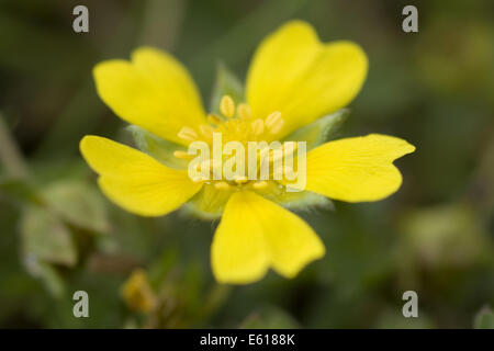 Frühlings-Fingerkraut, Potentilla tabernaemontani Stockfoto