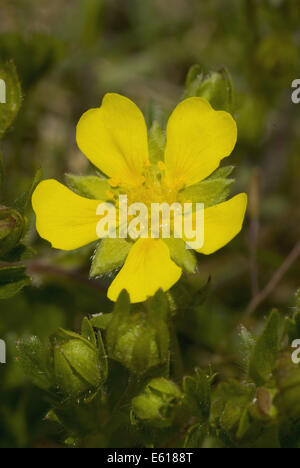 Frühlings-Fingerkraut, Potentilla Verna Stockfoto