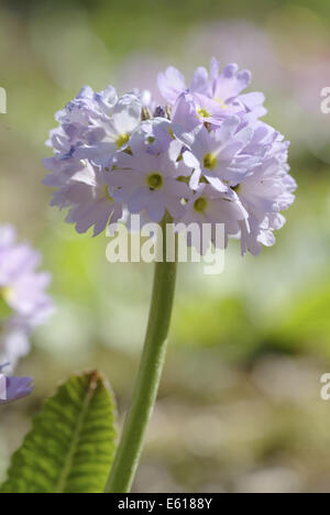 Trommelstock Primel, Primula Verbreitungsgebiet Stockfoto