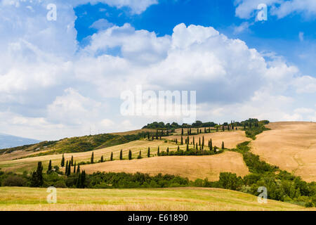 kurvenreiche Straße, flankiert von Zypressen unter einem bewölkten Sommerhimmel in Kreta Senesi nahe Siena in der Toskana, Italien Stockfoto