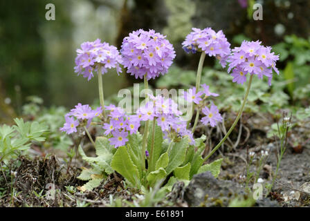 Trommelstock Primel, Primula Verbreitungsgebiet Stockfoto