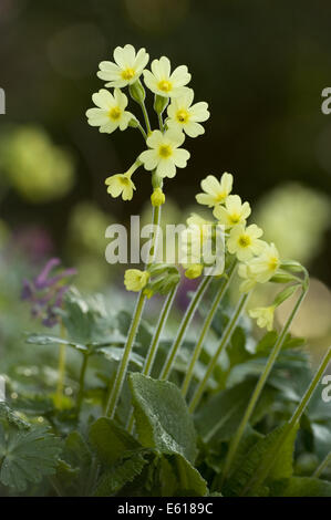 Schlüsselblume, Primula elatior Stockfoto