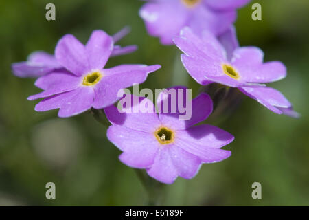 Vogelperspektive Primel, Primula farinosa Stockfoto