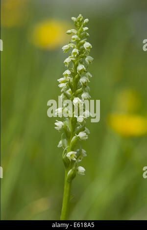 kleine weiße Orchidee, Pseudorchis albida Stockfoto