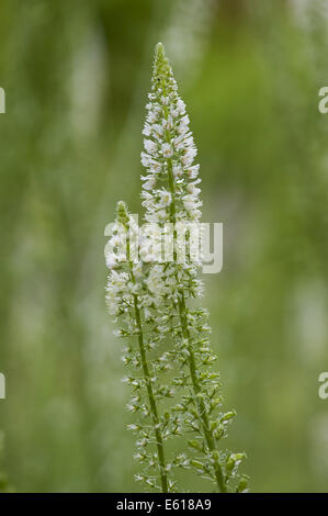 weiße Mignonette, Reseda alba Stockfoto