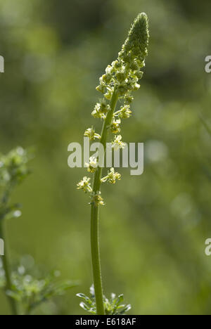 wilde Mignonette, Reseda lutea Stockfoto