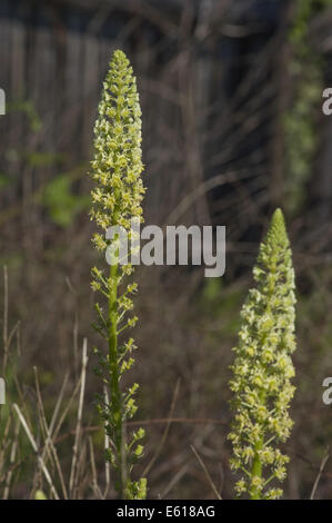 wilde Mignonette, Reseda lutea Stockfoto