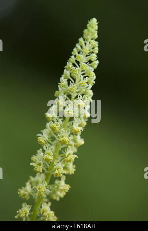 wilde Mignonette, Reseda lutea Stockfoto