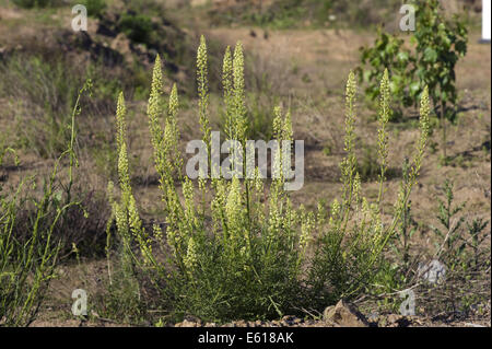 wilde Mignonette, Reseda lutea Stockfoto