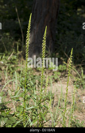 der Färberwau, Reseda luteola Stockfoto