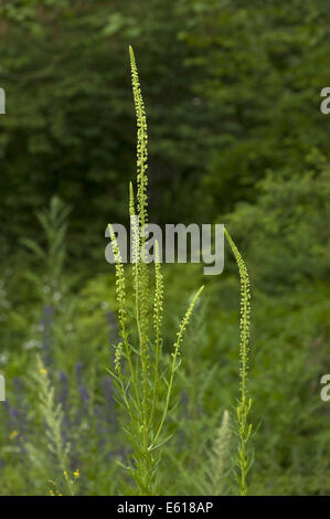 der Färberwau, Reseda luteola Stockfoto