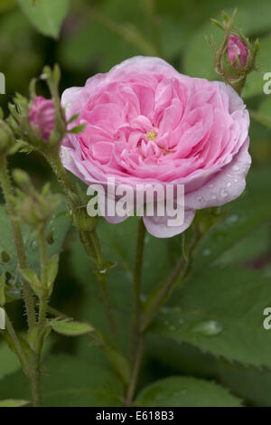 Provence-rose, Rosa x centifolia Stockfoto