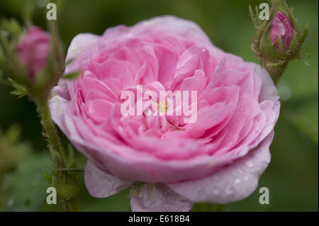 Provence-rose, Rosa x centifolia Stockfoto