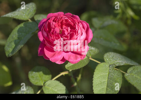 Damaszener Rose, Rosa damascena Stockfoto