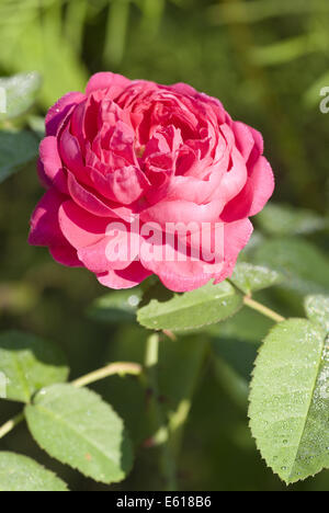 Damaszener Rose, Rosa damascena Stockfoto