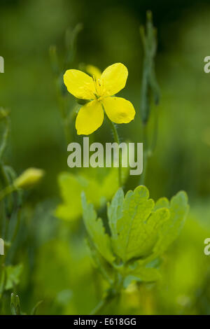 Schöllkraut, Chelidonium majus Stockfoto