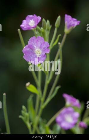 großen Weidenröschen, Epilobium hirsutum Stockfoto