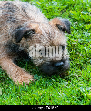 Ein Border Terrier Hund, fünf Monate alt Stockfoto