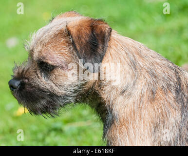 Ein Border Terrier Hund, fünf Monate alt Stockfoto