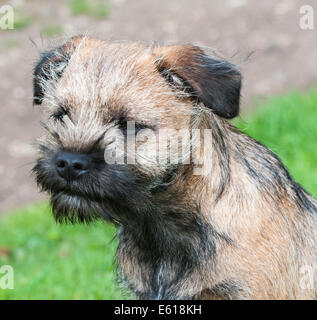 Ein Border Terrier Hund, fünf Monate alt Stockfoto