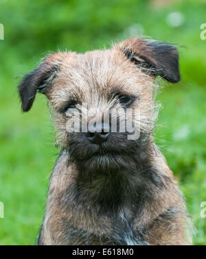 Ein Border Terrier Hund, fünf Monate alt Stockfoto