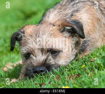 Ein Border Terrier Hund, fünf Monate alt Stockfoto